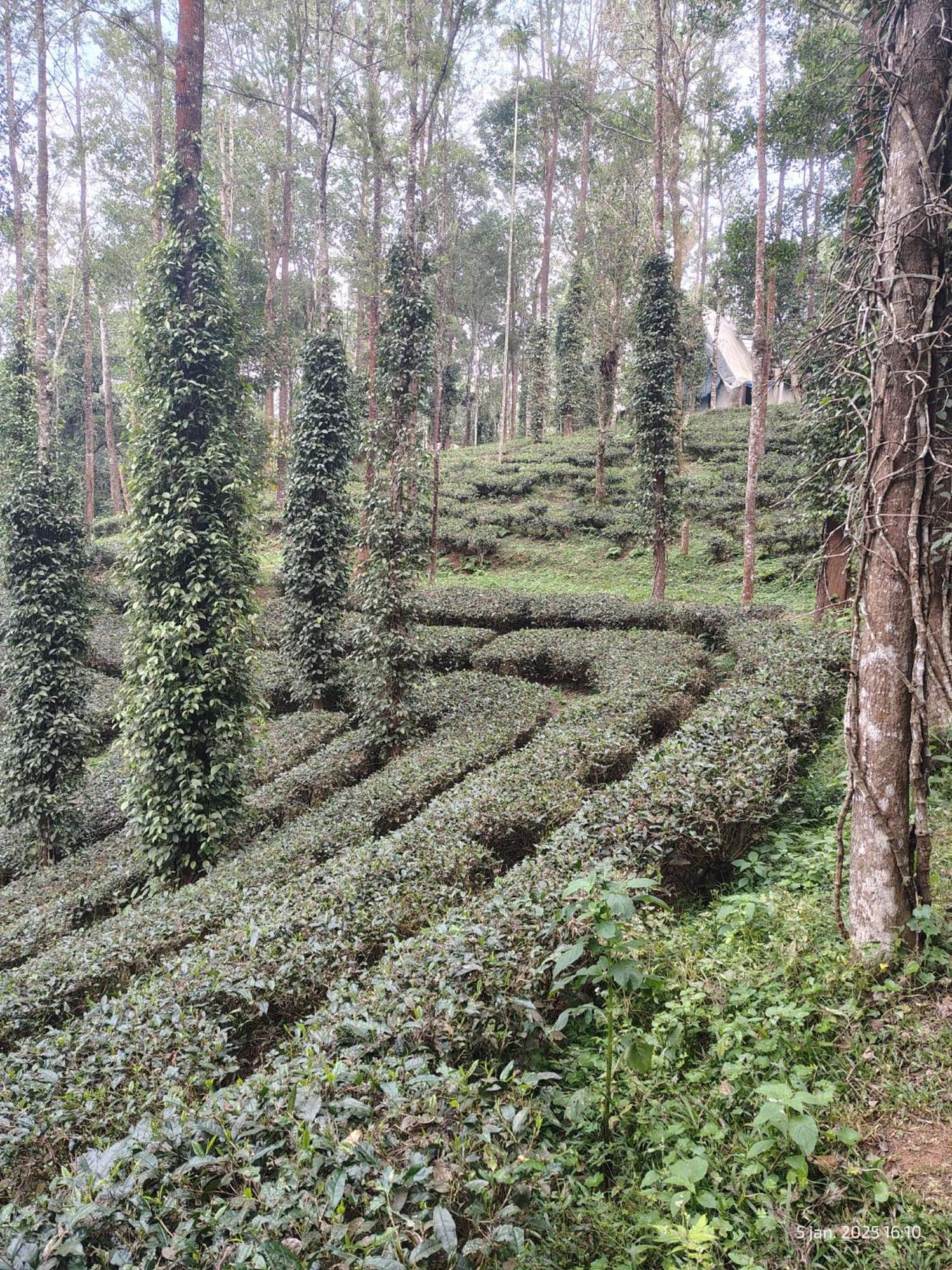 Jungle Jive Treehouse And Farm House Munnar Exterior photo